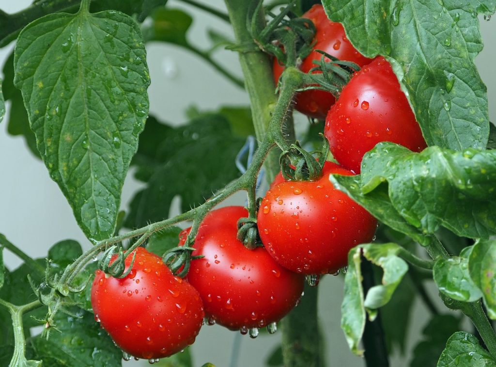 Les cotylédons de tomates sont essentiels pour le repiquage des semis et assurer une bonne croissance des jeunes plants. 