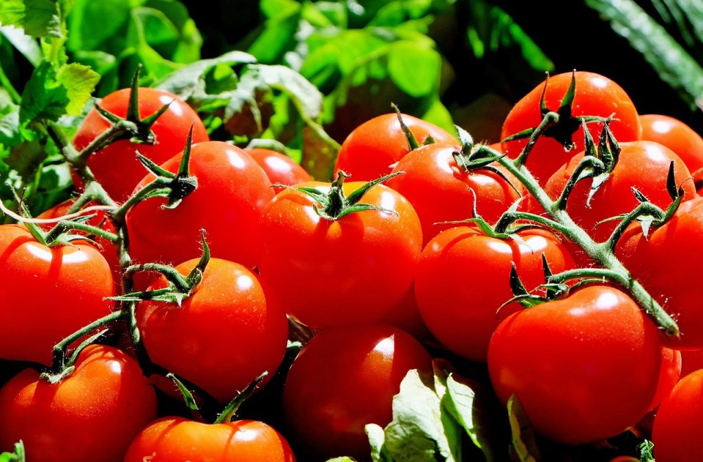 Il y a plusieurs façons de différencier les semis de tomates, les plantes jeunes et les grands plants qui sont prêts à être transplantés ou mis en culture. 