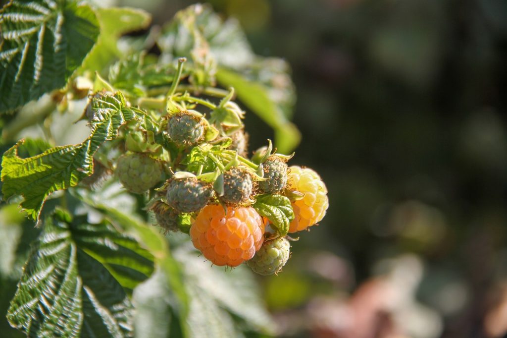 Le bouturage est une méthode simple et couramment utilisée pour multiplier les plants d'arbustes fruitiers tels que le framboisier. 